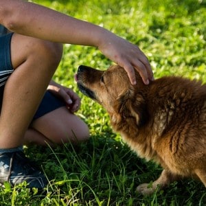 Read more about the article How do I become a responsible dog owner?